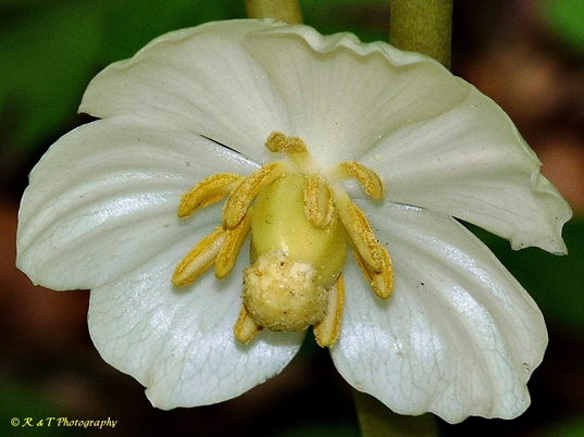 {Podophyllum peltatum}